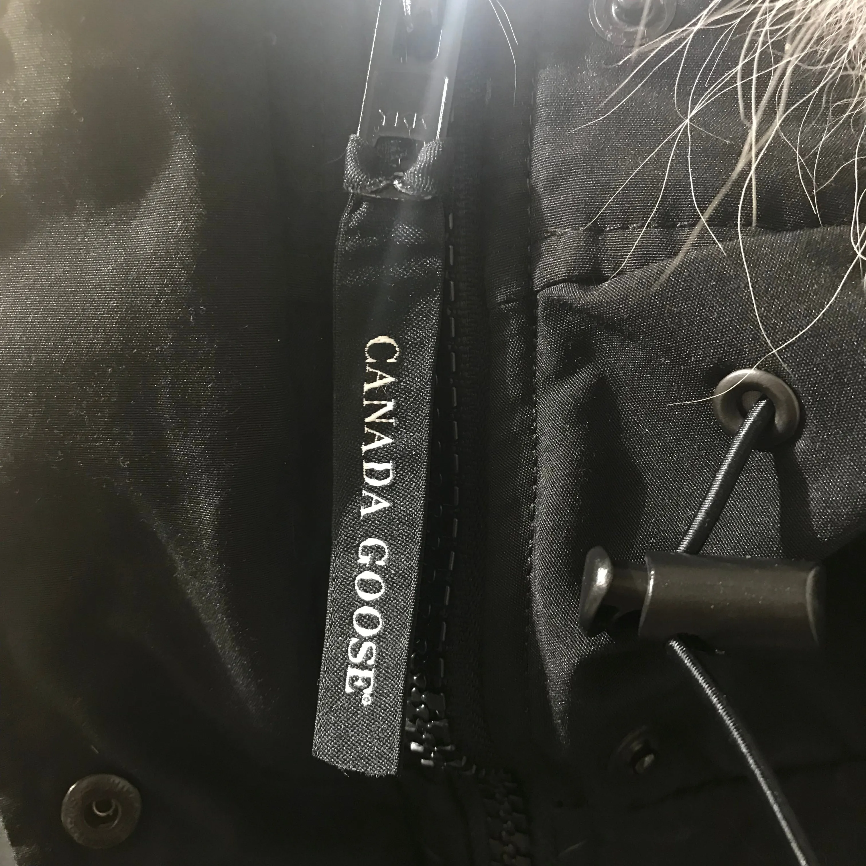 Canada Goose