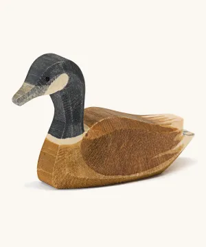 Ostheimer Canada Goose Swimming